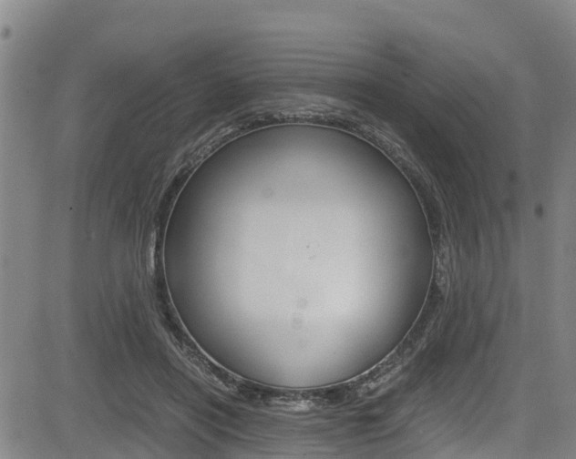 X0000083560454200702090819
