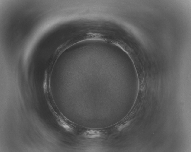 X0000083560052200702091135