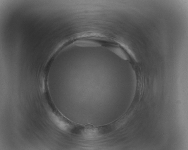 X0000083560110200702091135