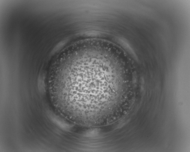 X0000083560116200702091135