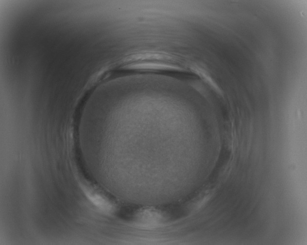 X0000083560207200702091133