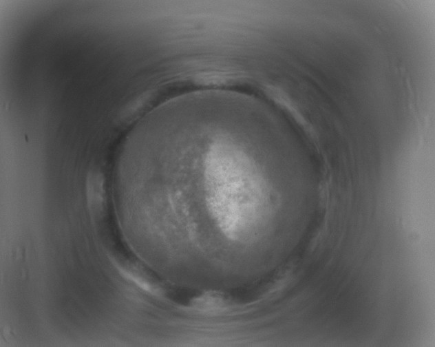 X0000083560211200702091133