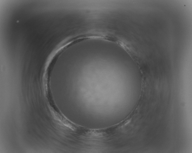 X0000083560343200702091130