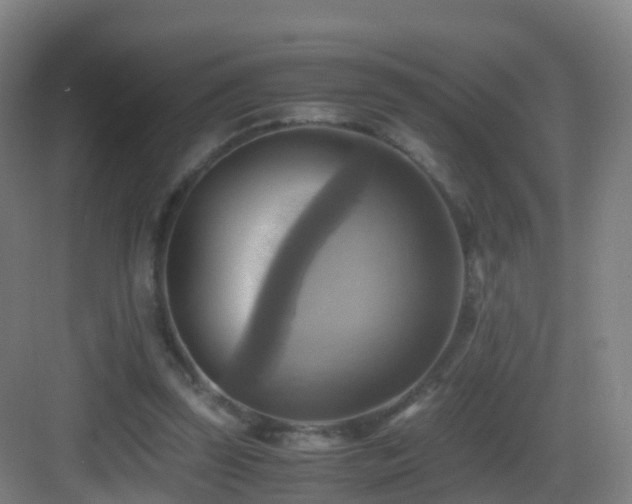 X0000083560347200702091130