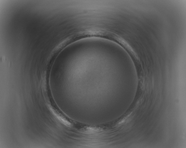 X0000083560442200702091129