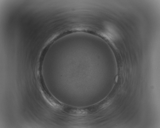 X0000083560443200702091129