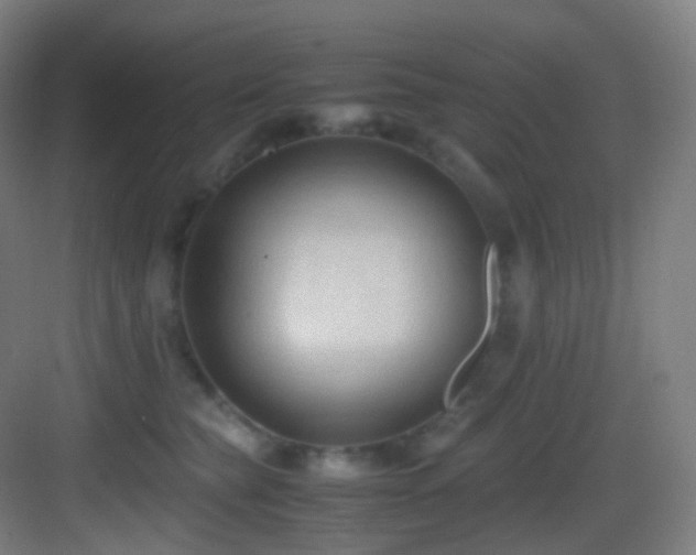 X0000083560565200702091128