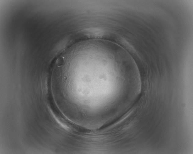 X0000083560638200702091126