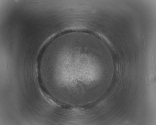 X0000083560684200702091125