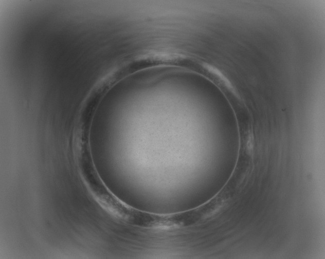X0000083560736200702091124