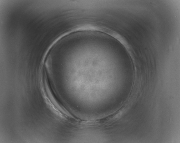 X0000083561008200702091119