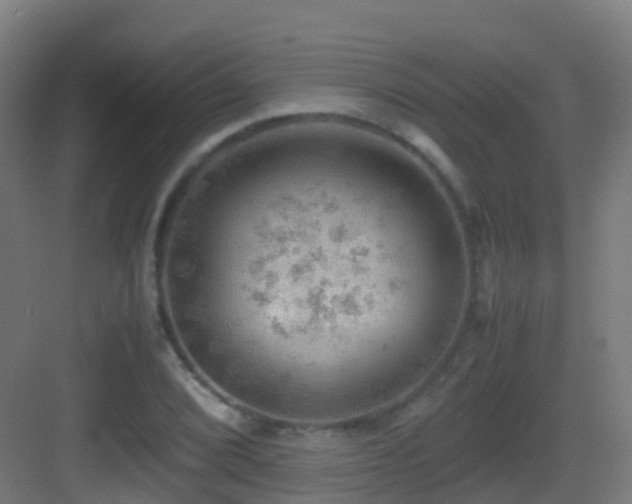 X0000083561072200702091118