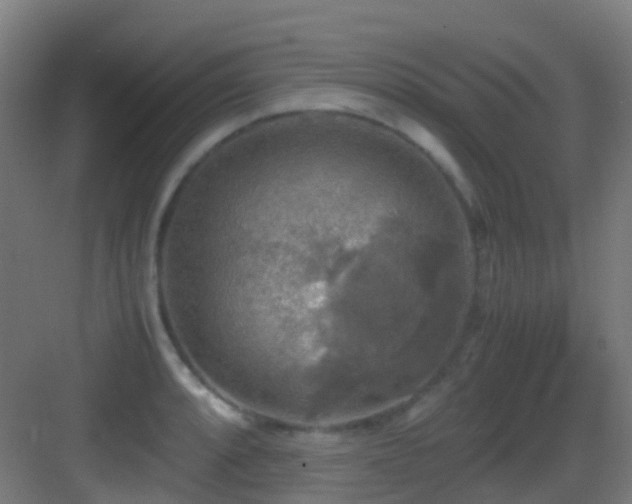 X0000083561088200702091118