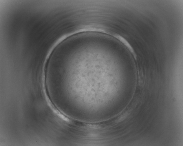 X0000083561096200702091118