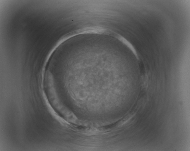 X0000083561099200702091118