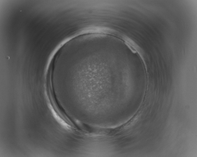 X0000083561152200702091118