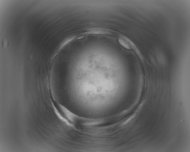 X0000083561433200702091113