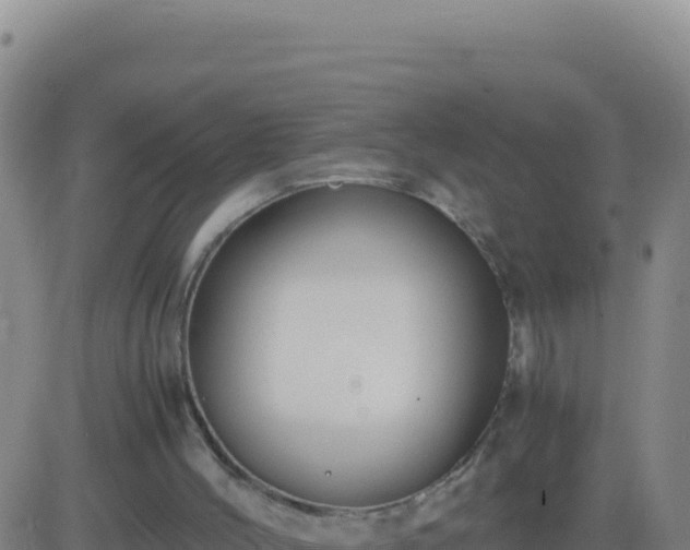 X0000083560004200702162039