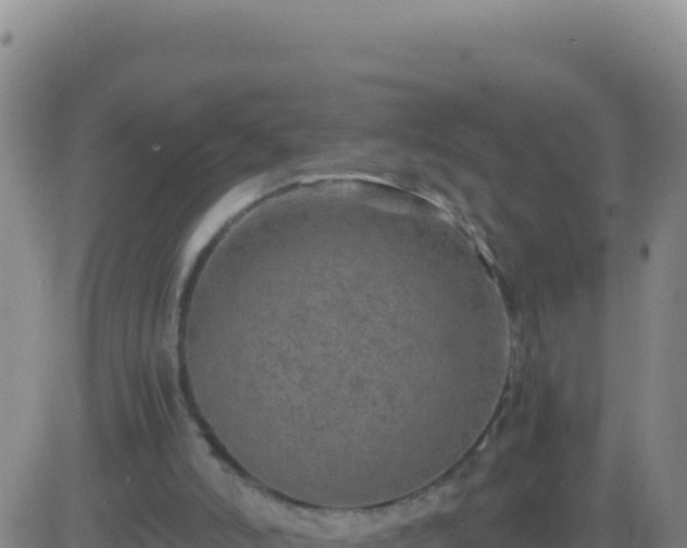 X0000083560006200702162039