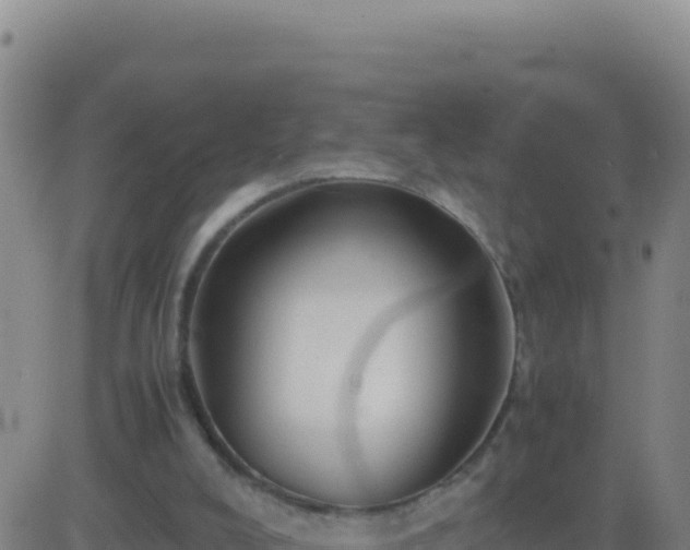 X0000083560008200702162039