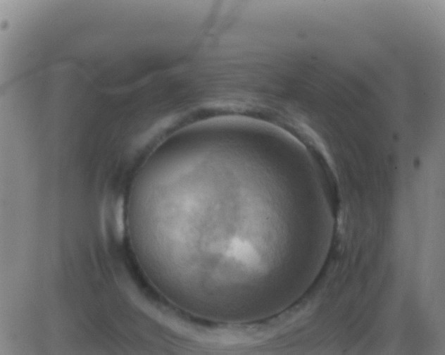 X0000083560020200702162039