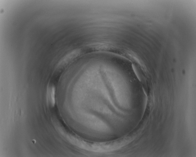 X0000083560022200702162039