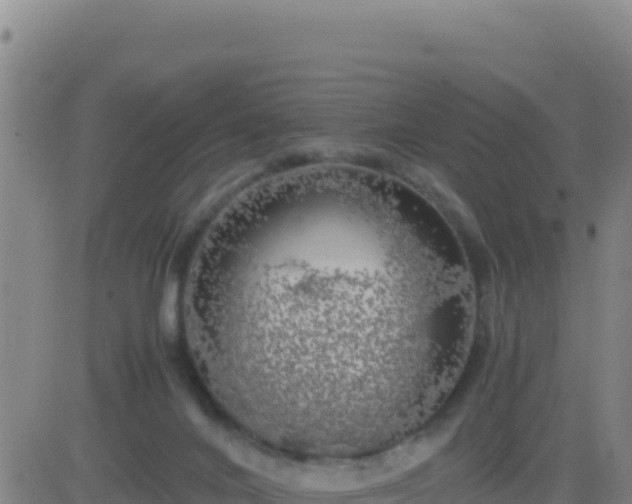 X0000083560024200702162039