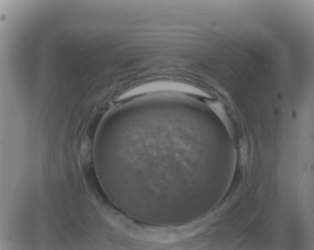 X0000083560029200702162039