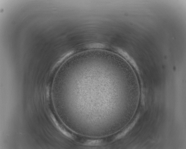 X0000083560057200702162038