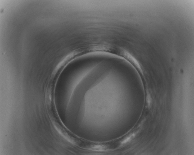 X0000083560059200702162038