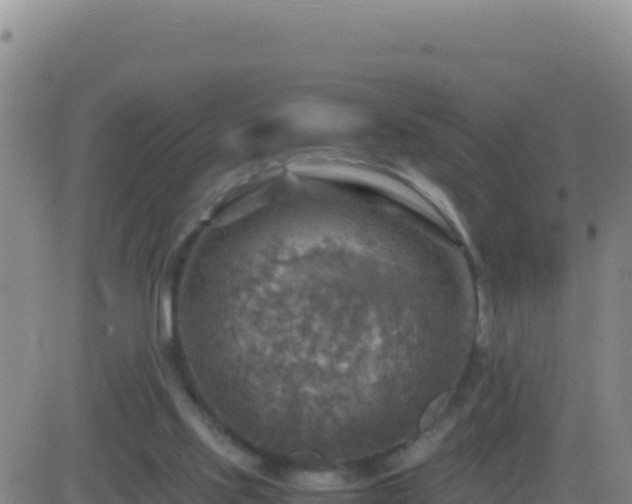 X0000083560061200702162038