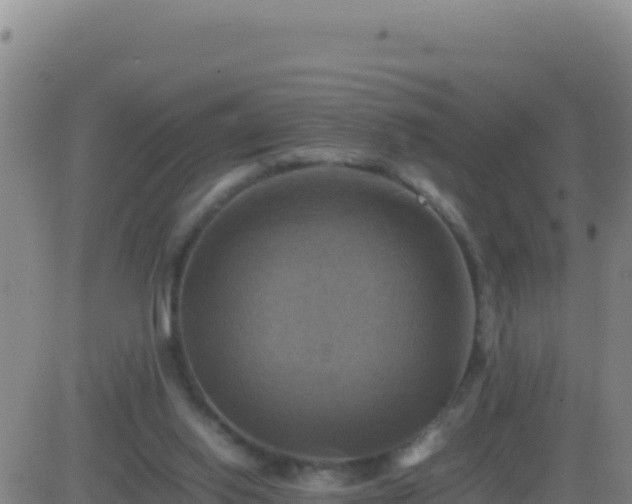 X0000083560062200702162038