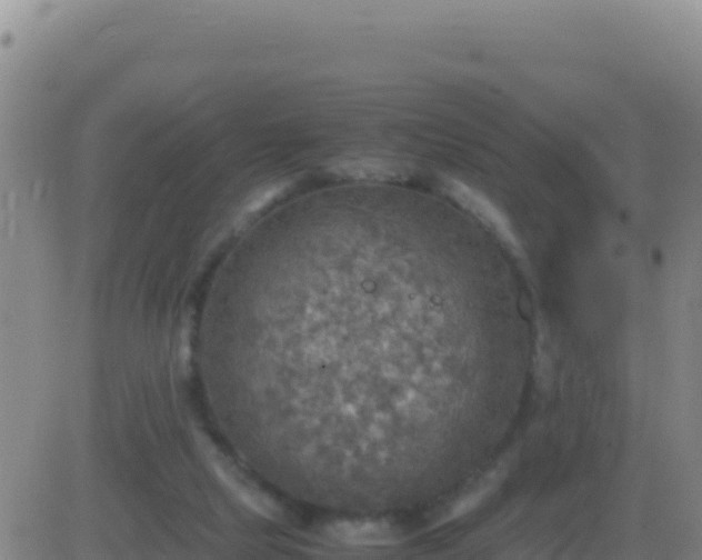 X0000083560065200702162038