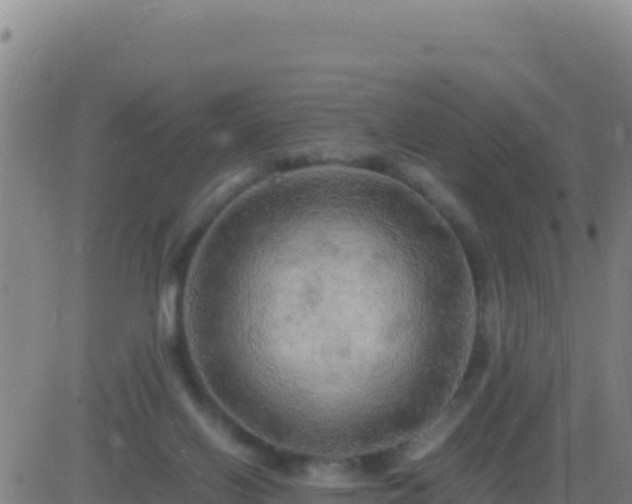 X0000083560070200702162038