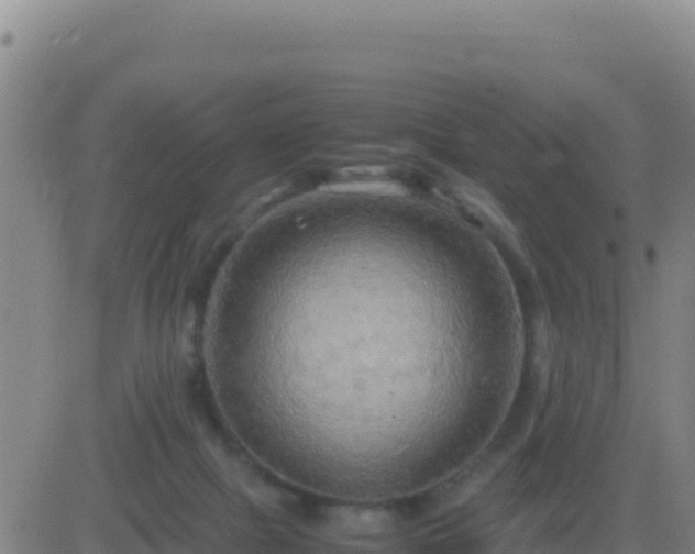 X0000083560073200702162038