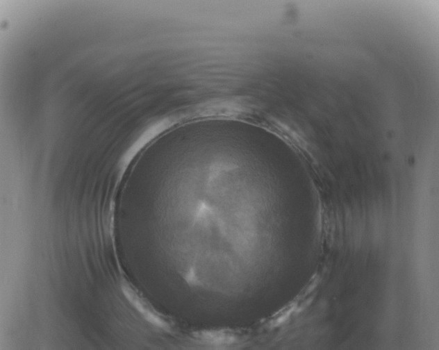 X0000083560100200702162038