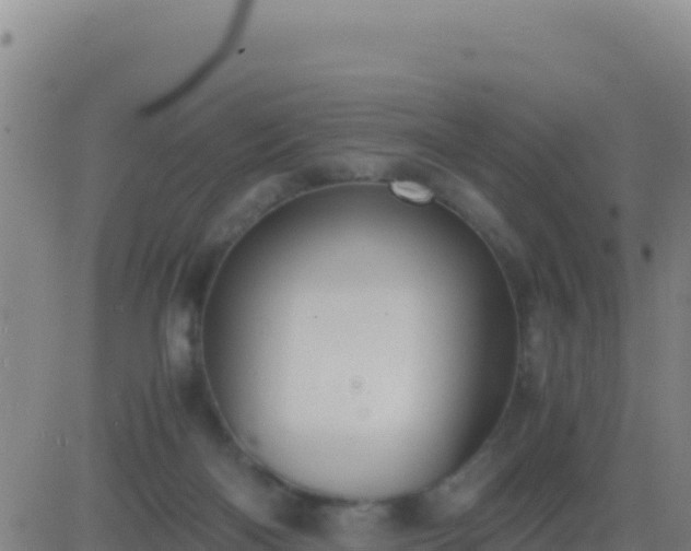 X0000083560122200702162037