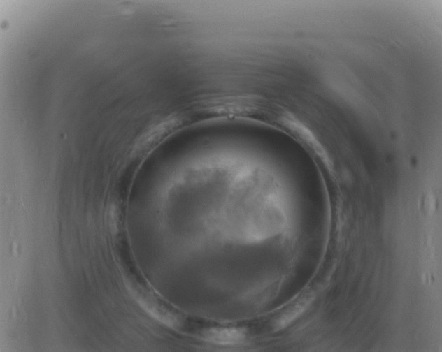 X0000083560161200702162036