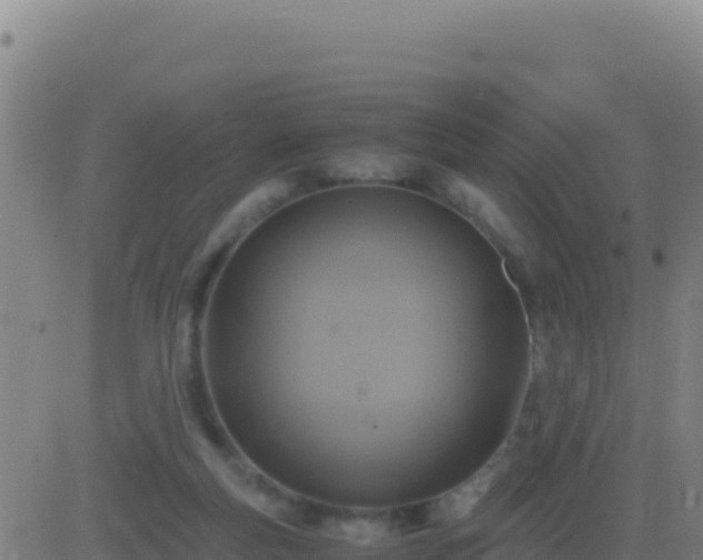 X0000083560163200702162036