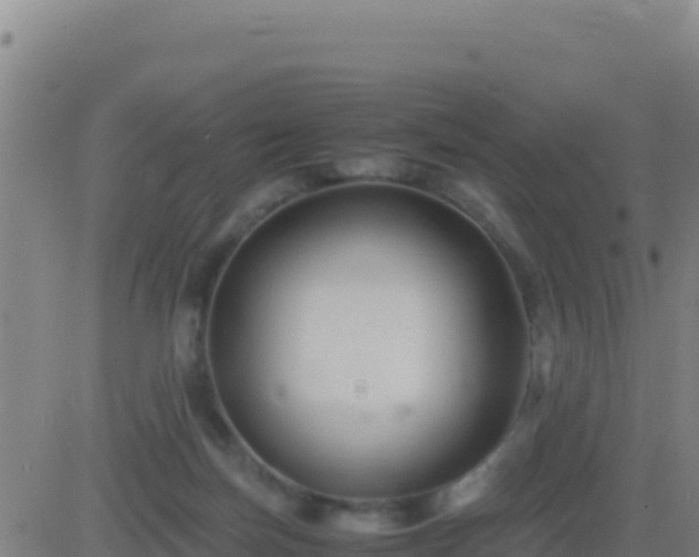 X0000083560171200702162036