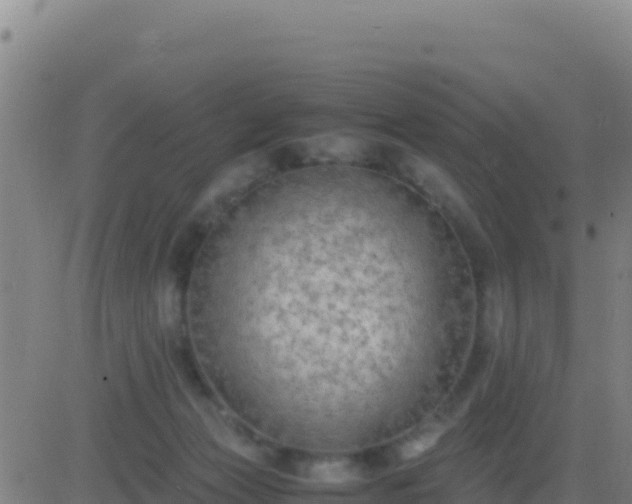 X0000083560173200702162037