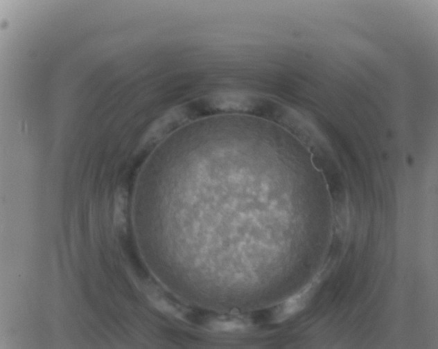 X0000083560175200702162037