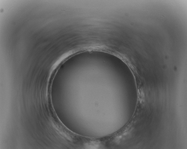 X0000083560196200702162036