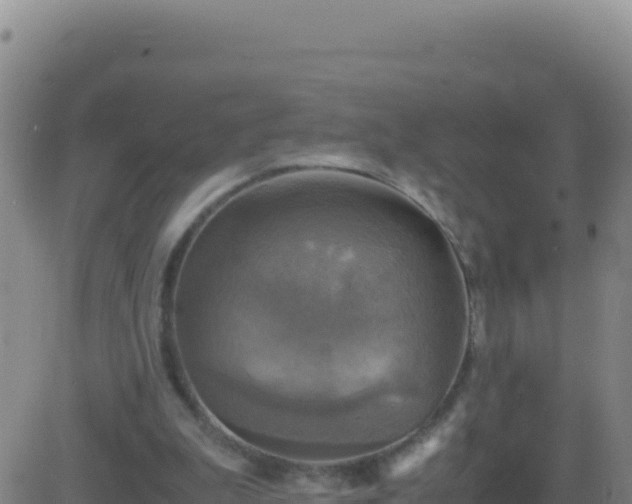 X0000083560199200702162036