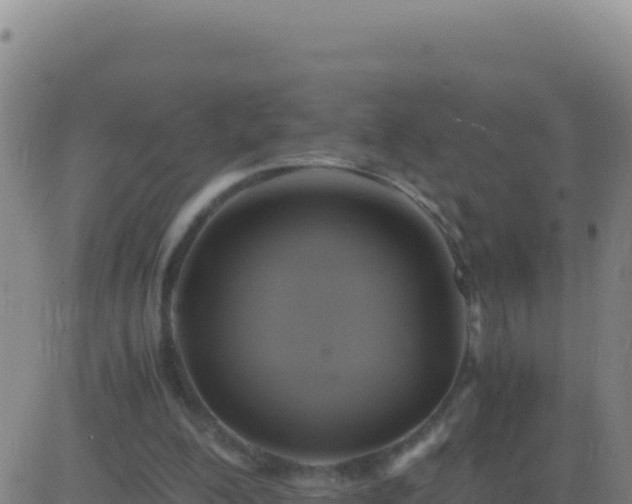 X0000083560200200702162036