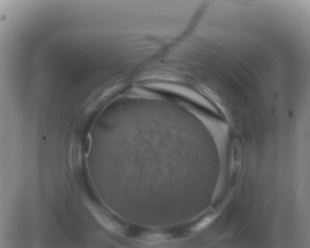 X0000083560205200702162036