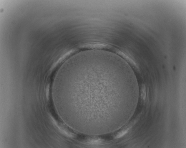 X0000083560206200702162036