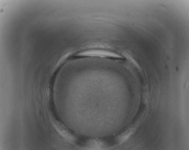 X0000083560207200702162036