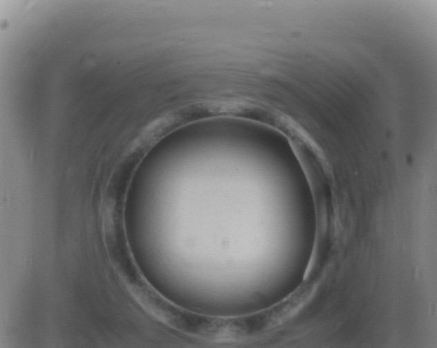 X0000083560209200702162036