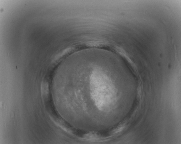 X0000083560211200702162036